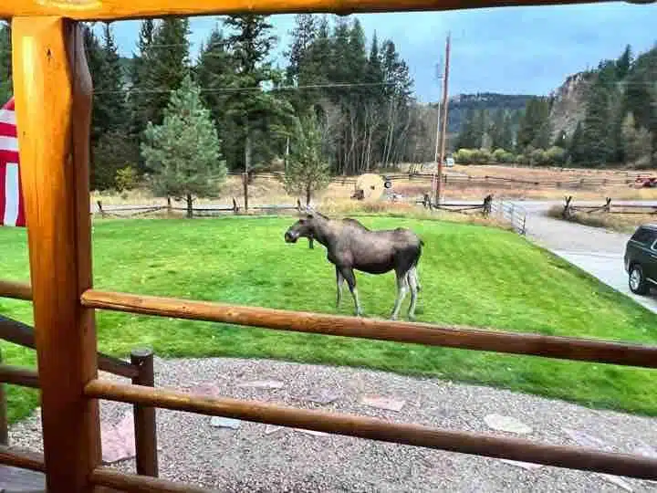 A Fall visitor, right in the front yard of Stony Creek Lodge standing proud!